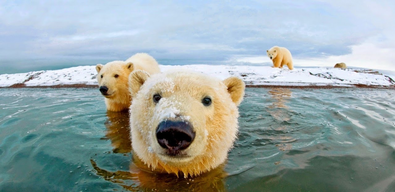 polar bears